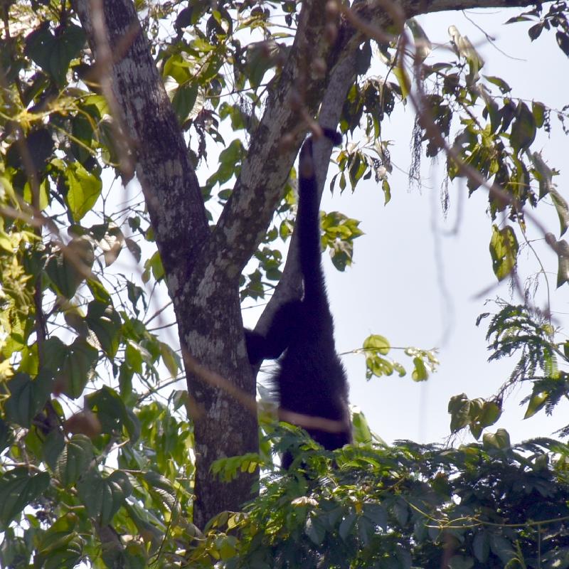 Palenque : singe hurleur